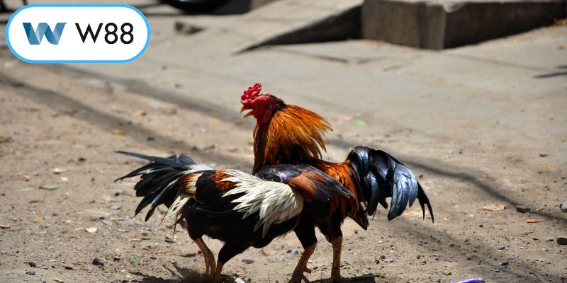 Bí quyết quan sát các màn tranh tài đỉnh cao