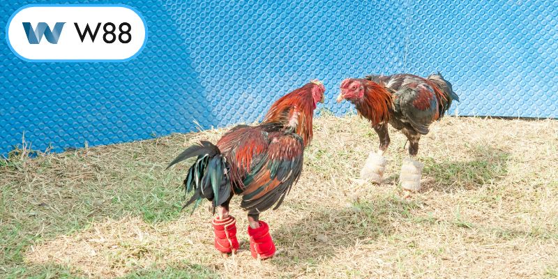 Các chiến kê dũng mãnh trong trận đấu