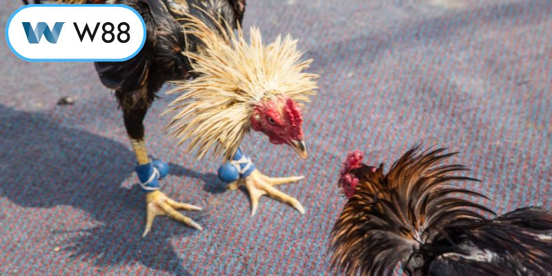 Các đặc điểm nổi trội của chiến kê đòn