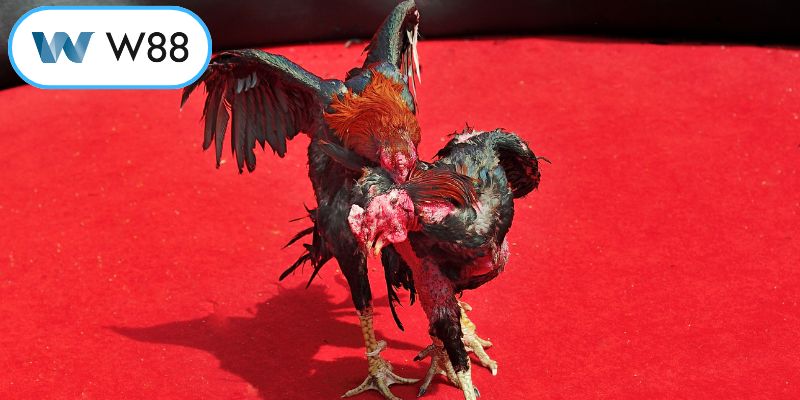 Đa dạng các thể loại chọi kê hấp dẫn hiện nay