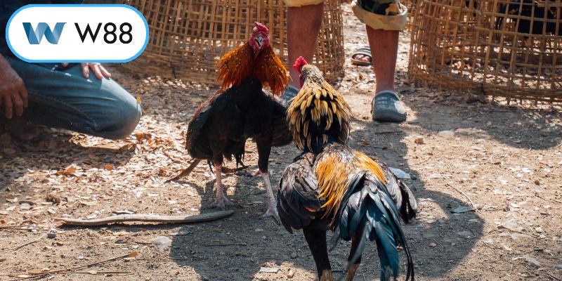 Đòn cáo gà chọi là gì