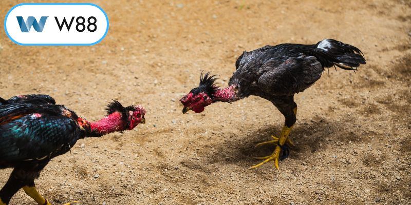 Lợi điểm khi theo dõi và xem đá gà trực tuyến