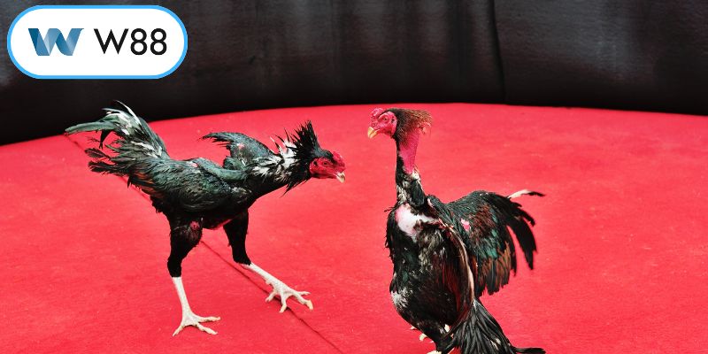 Lưu ý để theo dõi chọi kê hiệu quả hơn