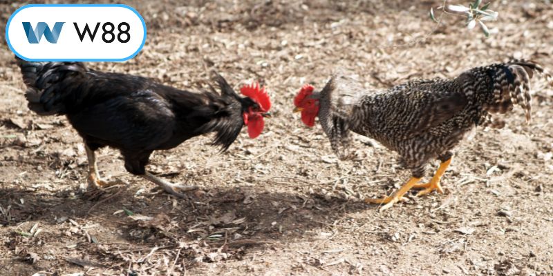 Phương pháp nhận diện đòn đánh hiểm hóc