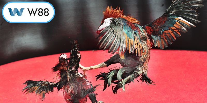 Quy trình tham gia cá cược trực tuyến dễ dàng