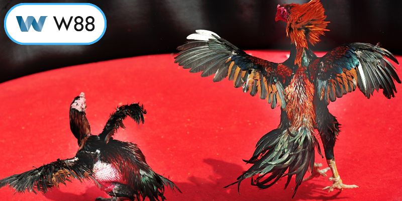 Sức hút khó cưỡng từ sảnh cá cược đá gà W88