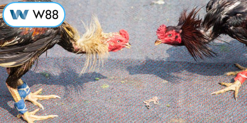 Sức hút từ những trận gà đòn hay nhất Việt Nam