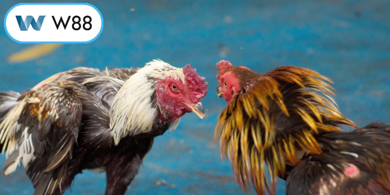 Tìm hiểu ý nghĩa thực sự của đòn cáo