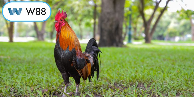 Tinh thần thượng võ qua từng đòn cáo