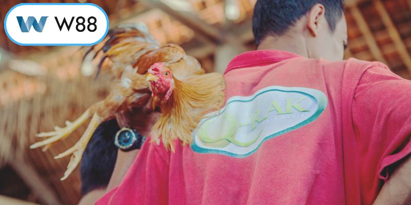 Vẻ đẹp của văn hóa đá gà ở Việt Nam và thế giới