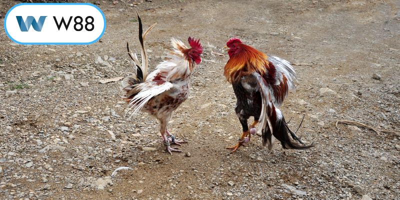 Xem đá gà trực tuyến